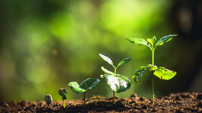 Growing Coffee Beans Watering sapling Natural light